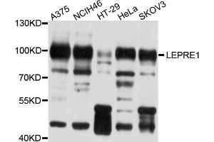 Western blot analysis of extract of various cells, using LEPRE1 antibody.