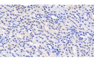 Detection of MSRA in Human Kidney Tissue using Polyclonal Antibody to Methionine Sulfoxide Reductase A (MSRA) (MSRA 抗体  (AA 27-235))
