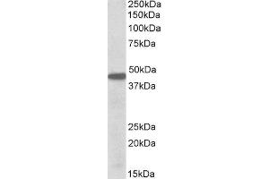 ABIN2564400 (0. (PBX1 抗体  (Internal Region))