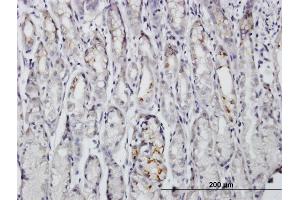 Immunoperoxidase of purified MaxPab antibody to BAG4 on formalin-fixed paraffin-embedded human stomach. (BAG4 抗体  (AA 1-457))