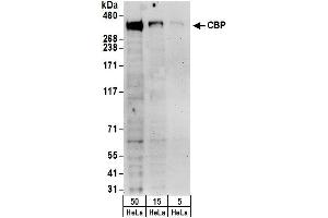 Western Blotting (WB) image for anti-CREB Binding Protein (CREBBP) (AA 2375-2425) antibody (ABIN7454618)