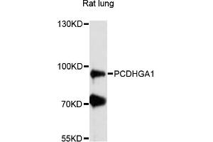 Western blot analysis of extracts of rat lung, using PCDHGA1 antibody (ABIN6291192) at 1:3000 dilution. (PCDHGA1 抗体)