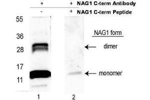 GDF15 抗体  (C-Term) (Biotin)