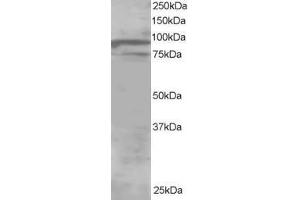 Image no. 1 for anti-Oxysterol Binding Protein-Like 11 (OSBPL11) (AA 734-747) antibody (ABIN297396) (OSBPL11 抗体  (AA 734-747))