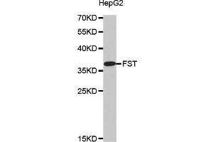 Western blot analysis of extracts of HepG2 cell line, using FST antibody. (Follistatin 抗体)