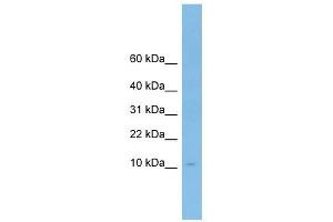 ApoA-II antibody used at 1 ug/ml to detect target protein. (APOA2 抗体  (N-Term))