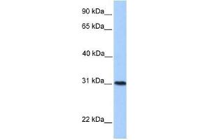 HELT antibody used at 0. (HELT 抗体  (Middle Region))