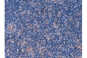 Detection of FGL1 in Rat Lymph node Tissue using Polyclonal Antibody to Fibrinogen Like Protein 1 (FGL1) (FGL1 抗体  (AA 23-314))