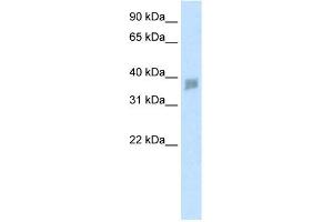 WB Suggested Anti-SNAPC3 Antibody Titration:  2.
