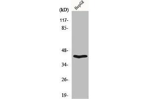 Western Blot analysis of HepG2 cells using OX2R Polyclonal Antibody (CD200R1 抗体  (C-Term))