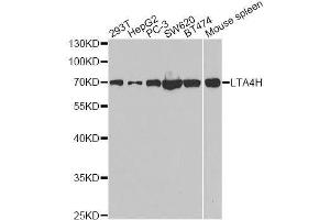Western blot analysis of extracts of various cell lines, using LTA4H antibody. (LTA4H 抗体  (AA 312-611))