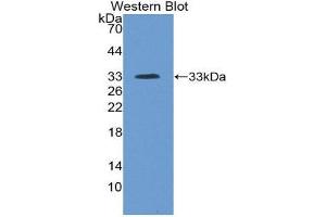 Western Blotting (WB) image for anti-Inter alpha Globulin Inhibitor H4 (ITIH4) (AA 683-928) antibody (ABIN1859510) (ITIH4 抗体  (AA 683-928))