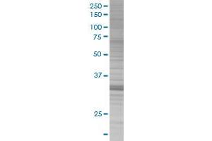 Western Blotting (WB) image for ING2 293T Cell Transient Overexpression Lysate(Denatured) (ABIN1332374)
