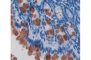 IHC-P analysis of Mouse Tissue, with DAB staining. (REG3g 抗体  (AA 45-152))