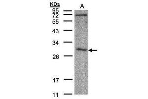 WB Image Sample(30 μg of whole cell lysate) A:HeLa S3, 12% SDS PAGE antibody diluted at 1:500 (CLIC3 抗体)