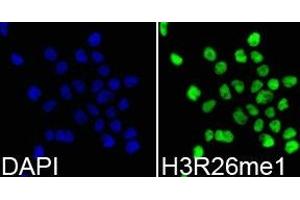 Immunofluorescence analysis of 293T cell using H3R26me1 antibody. (Histone 3 抗体  (H3R26me))
