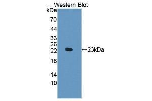 Western Blotting (WB) image for anti-Indoleamine 2,3-Dioxygenase (IDO) (AA 26-199) antibody (ABIN1868485) (IDO 抗体  (AA 26-199))