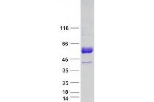 Western Blotting (WB) image for erythroblast Membrane-Associated Protein (Scianna Blood Group) (ERMAP) (Transcript Variant 2) protein (Myc-DYKDDDDK Tag) (ABIN2720500)