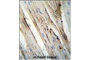 FUT4 Antibody (C-term) (ABIN656005 and ABIN2845382) immunohistochemistry analysis in formalin fixed and paraffin embedded mouse heart tissue followed by peroxidase conjugation of the secondary antibody and DAB staining. (CD15 抗体  (C-Term))
