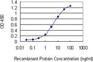 Detection limit for recombinant GST tagged CRKRS is 0. (CDK12 抗体  (AA 1281-1380))