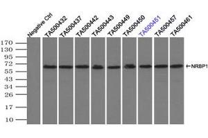 Image no. 3 for anti-Nuclear Receptor Binding Protein 1 (NRBP1) antibody (ABIN1499823) (NRBP1 抗体)