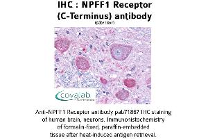 Image no. 1 for anti-Neuropeptide FF Receptor 1 (NPFFR1) (C-Term) antibody (ABIN1737467) (NPFFR1 抗体  (C-Term))