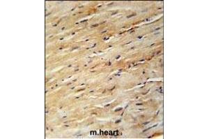 KIF24 Antibody (N-term) (ABIN651907 and ABIN2840447) immunohistochemistry analysis in formalin fixed and paraffin embedded mouse heart tissue followed by peroxidase conjugation of the secondary antibody and DAB staining.