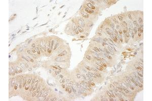 Immunohistochemistry (IHC) image for anti-RAN Binding Protein 1 (RANBP1) (AA 1-50) antibody (ABIN7449008) (RANBP1 抗体  (AA 1-50))
