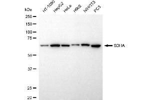 anti-Succinate Dehydrogenase Complex, Subunit A, Flavoprotein (Fp) (SDHA) antibody