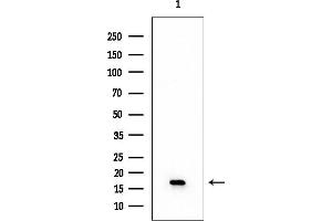 Western blot analysis of lysates from Mouse liver, using COX IV Mouse Monoclonal Antibody at 1/1000 dilution.