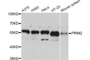 Western blot analysis of extracts of various cell lines, using PRIM2 Antibody. (PRIM2 抗体)