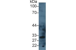 Western blot analysis of Mouse Liver lysate, using Mouse LOX1 Antibody (3 µg/ml) and HRP-conjugated Goat Anti-Rabbit antibody ( (OLR1 抗体  (AA 60-312))
