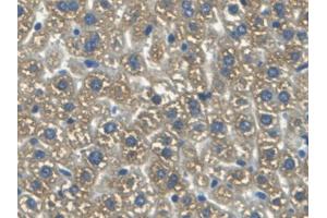 DAB staining on IHC-P; Samples: Mouse Liver Tissue (HMOX2 抗体  (AA 41-292))