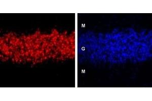 Expression of GABA(A) δ receptor in rat cerebellum - Immunohistochemical staining of GABA(A) δ receptor in rat cerebellum using Anti-GABA(A) δ Receptor (extracellular) Antibody (ABIN7043177, ABIN7044311 and ABIN7044312). (GABRD 抗体  (Extracellular))