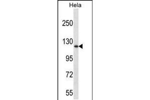 Western blot analysis in Hela cell line lysates (35ug/lane). (DNMT3A 抗体  (AA 457-486))