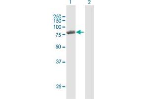 Western Blot analysis of PNPT1 expression in transfected 293T cell line by PNPT1 MaxPab polyclonal antibody. (PNPT1 抗体  (AA 1-783))
