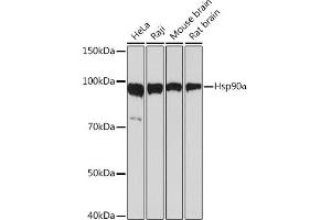 Western blot analysis of extracts of various cell lines, using Hsp90α Rabbit mAb (ABIN7267588) at 1:1000 dilution. (HSP90AA1 抗体)