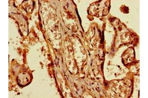 Immunohistochemistry of paraffin-embedded human placenta tissue using ABIN7169019 at dilution of 1:100 (BRSK1 抗体  (AA 426-591))