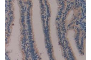 Immunohistochemistry (IHC) image for anti-Klotho (KL) (AA 516-955) antibody (ABIN7436549)