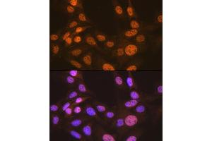 Immunofluorescence analysis of U-2 OS cells using CDC16 Rabbit mAb (ABIN1678585, ABIN3017837, ABIN3017838 and ABIN7101525) at dilution of 1:100 (40x lens). (CDC16 抗体)