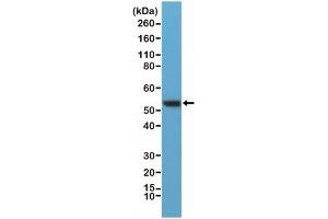 Western blot testing of human HeLa lysate with recombinant Vimentin antibody at 1:400 dilution.