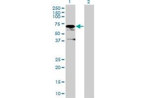 Western Blot analysis of ZUFSP expression in transfected 293T cell line by ZUFSP MaxPab polyclonal antibody. (ZUFSP 抗体  (AA 1-578))
