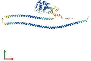 Protein Structure (PS) image for RUN and FYVE Domain Containing 3 (RUFY3) (AA 1-469) protein (His tag) (ABIN7564978)