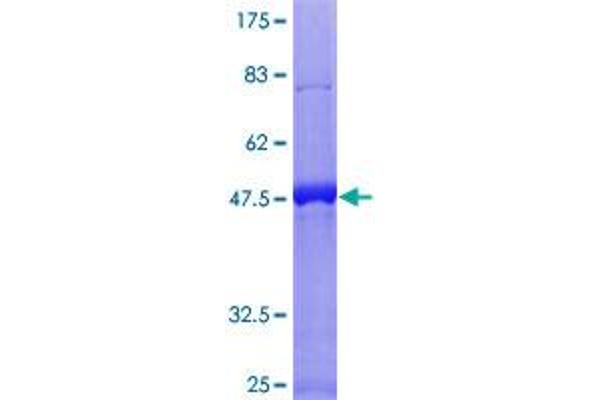 RGS16 Protein (AA 1-202) (GST tag)