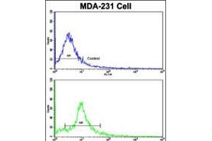 Flow cytometric analysis of MDA-231 cells using (bottom histogram) compared to a negative control cell (top histogram). (NUP62 抗体  (C-Term))
