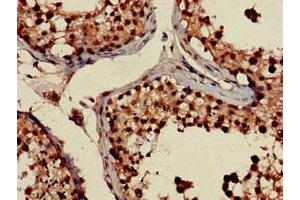 Immunohistochemistry of paraffin-embedded human testis tissue using ABIN7168160 at dilution of 1:100 (PRPS2 抗体  (AA 11-106))