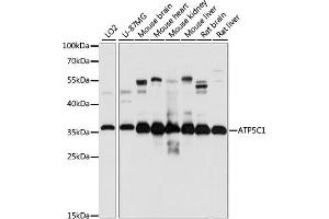 Western blot analysis of extracts of various cell lines, using C1 antibody (ABIN7265723) at 1:1000 dilution. (ATP5C1 抗体  (AA 26-298))