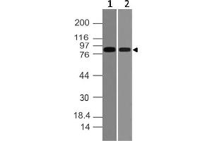 Image no. 1 for anti-Vav 2 Guanine Nucleotide Exchange Factor (VAV2) (AA 610-824) antibody (ABIN5027630) (VAV2 抗体  (AA 610-824))
