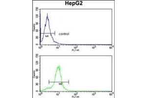 CYP2E1 Antibody (C-term) (ABIN652585 and ABIN2842392) flow cytometry analysis of HepG2 cells (bottom histogram) compared to a negative control cell (top histogram). (CYP2E1 抗体  (C-Term))