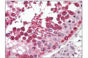 Formalin-Fixed, Paraffin-Embedded Human Testis stained with TSN (Translin 抗体  (Internal Region))